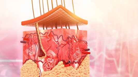 Unlocking Longevity: The Surprising Role of Your Skin