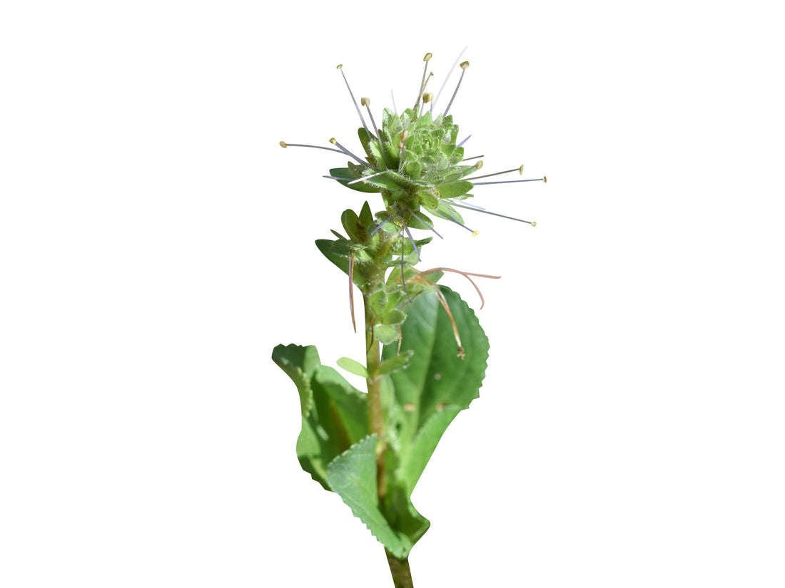 Apocynin: The Skincare Ingredient You Need to Know About