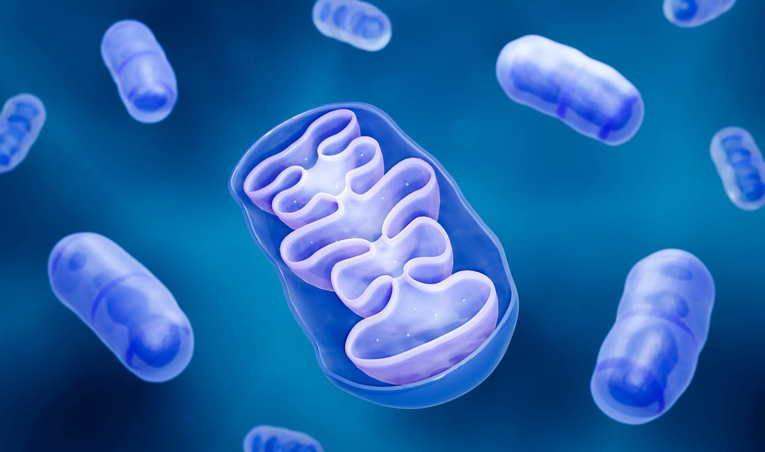 Inside-Out Skincare: Why Mitochondrial Health Matters for Ageless Skin